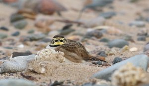 Shore Lark