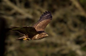 Common Buzzard.