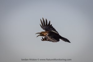 Brown-necked Raven