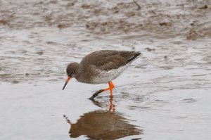 Redshank