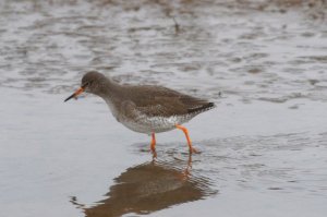 Redshank