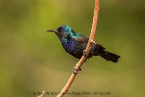 Palestine Sunbird (Cinnyris osea)