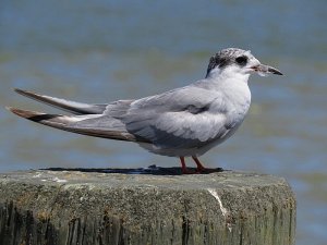 Black fronted tern