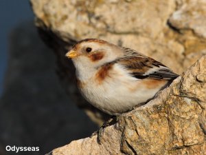 Snow Bunting