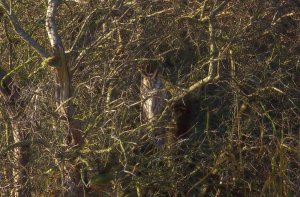 Long eared Owl