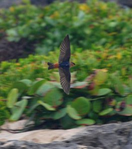 Cave Swallow near Akumal, Mexico