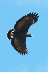 Common Black Hawk