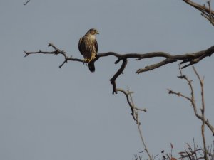 Merlin - Santa Barbara, CA