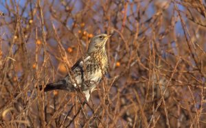 Fieldfare.