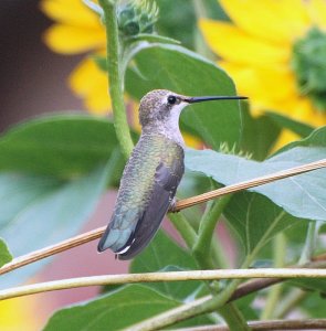 Blue-throated Hummingbird  - Female