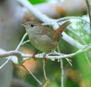 Western House Wren