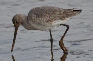 Black-Tailed Godwit