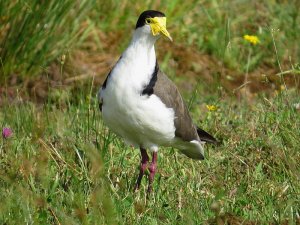 Spur-Winged Plover