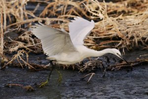 Little Egret on the move