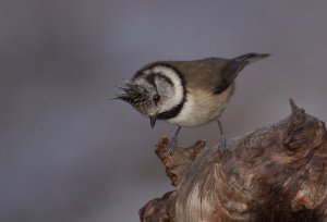 Crested Tit