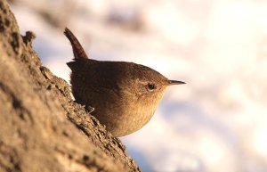 Eurasian Wren