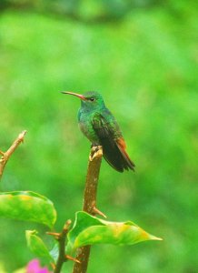 Rufous-tailed Hummingbird