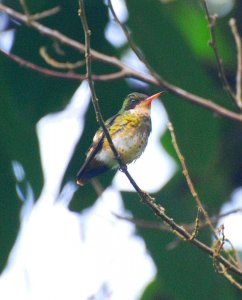 Black-crested Coquette