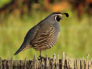 California Quail (Male).