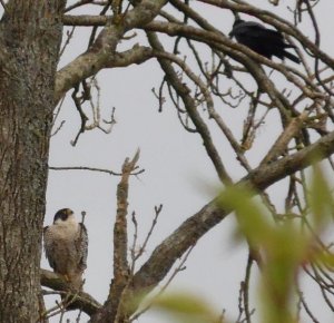 Peregrine & Rook