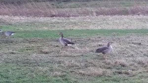 Greylag Geese At Holyrood