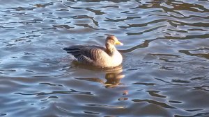 Greylag Goose On St Margaret's Loch