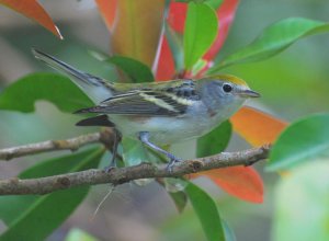 Chestnut-sided Warbler