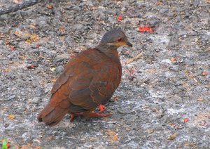 Chiriqui Quail-Dove