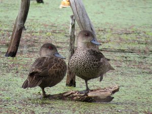 Grey Teal