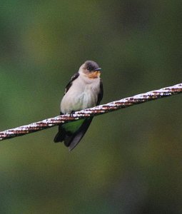 Southern Rough-winged Swallow