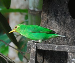 Green Honeycreeper