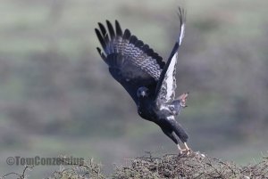 Augur Buzzard