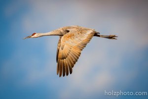 Sandhill in Flight