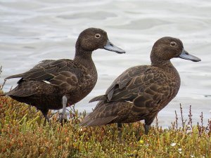 Brown Teal