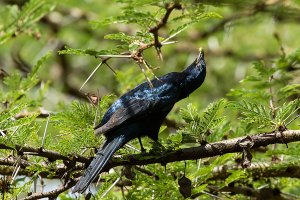 Ruppell's Long-tailed Starling