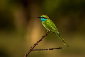 Arabian Green Bee-eater