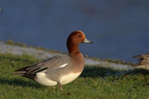 Wigeon