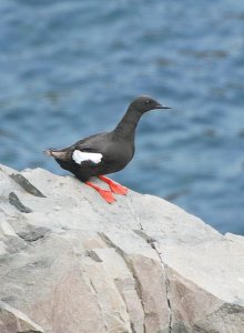 Black Guillemot