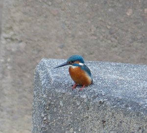 common kingfisher