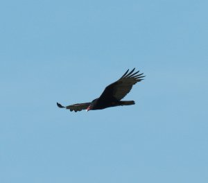 Turkey Vulture