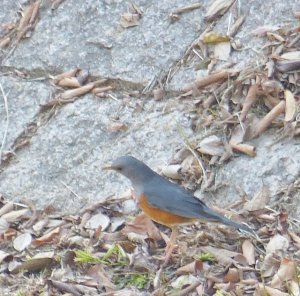 a shy grey-backed thrush