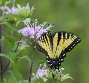 Eastern Tiger Swallowtail