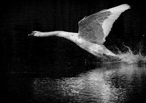 Mute swan