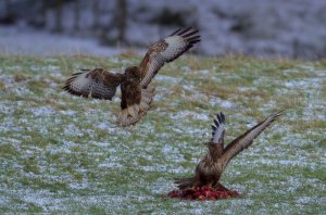 Common Buzzards.