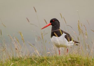 Oystercatcher