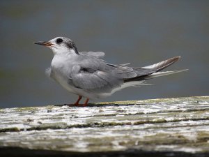 Black fronted tern