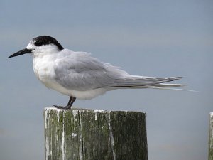 White Fronted Tern