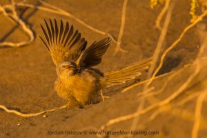 Arabian Babbler photography