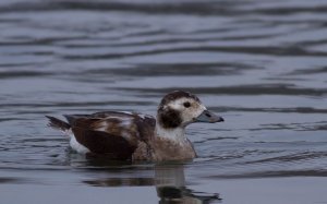 Long tailed Duck.  (female)