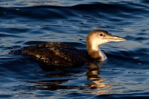 Great Northern Diver